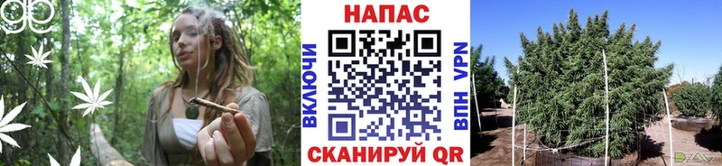 Бошки Шишки MAZAR  закладка  МЕГА зеркало  Кувшиново 